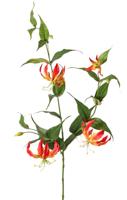 Lelie gloriosa Klimlelie XL 3x vertakt met 5 bloemen 3 knoppen & 23 bladeren 120 cm - Top art
