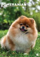 Pomeranian A3 Kalender 2026