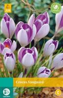 Crocus Vanguard - Jub