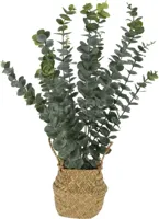 Kunstplant Eucalyptus in Mandje 50cm