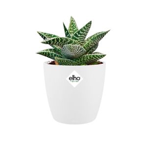 elho brussels round mini 10,5cm Binnen Plantenpot Vrijstaand Polypropyleen (PP) Wit