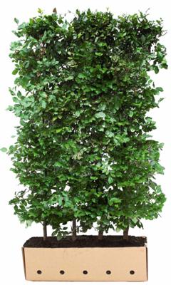 Fagus sylvatica 120 cm - Quickhedge