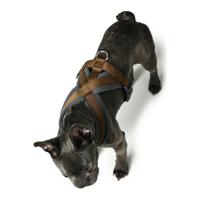 Hondentuigje Hunter London Comfort XS-S 39-47 cm Bruin