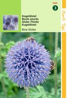 Echinops Ritro Kogeldistel - Hortitops