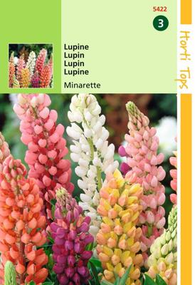 Lupinus Polyph. Russell S Minarette Gem. - Hortitops