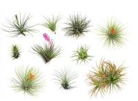 Set van 6 Tillandsia Luchtplantjes