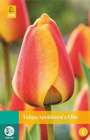 Tulipa Apeldoorn's Elite 8 bollen - Jub