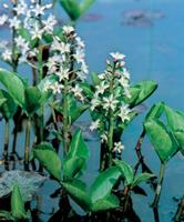 2 stuks! Menyanthes trifoliata potmaat P9 Waterdrieblad Moerings - Moerings