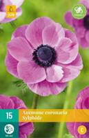 Anemone coronaria sylphide 15 bollen