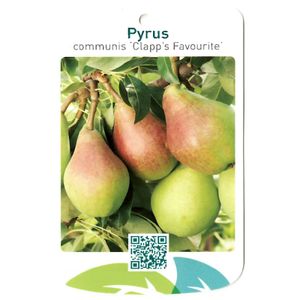 Pyrus Communis Clapp s Favourite - Oosterik Home