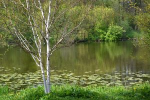 Witte meerstammige berk