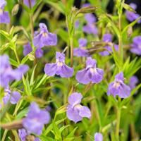 Moerings Mimulus ringens - Blauwe maskerbloem