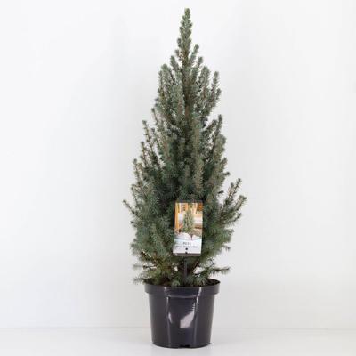 Picea glauca sanders blue 40-50 cm - Warentuin natuurlijk