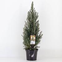 Picea glauca sanders blue 40-50 cm - Warentuin natuurlijk