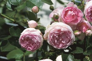 Roze Klimroos