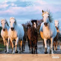 Paarden Kalender 2026