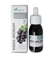 Ribes nigrum extract XXI