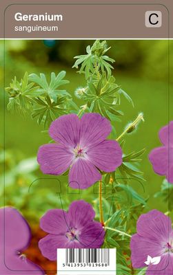 Vips Geranium sanguineum - Bloed-ooievaarsbek