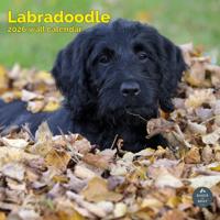 Labradoodle Kalender 2026