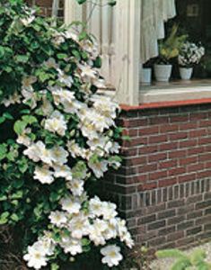 Clematis wit