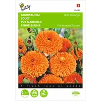 Calendula, Goudsbloem Ball's Orange dubbelbloemig