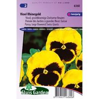 Viola Wittrockiana zaden Rhinegold viooltje - thumbnail