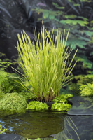 Bont Liesgras / Glyceria maxima 'Variegata'