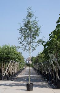 Lijsterbes Sorbus aucuparia h 550 cm st. omtrek 19 cm - Warentuin Natuurlijk