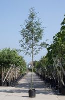 Lijsterbes Sorbus aucuparia h 550 cm st. omtrek 19 cm - Warentuin Natuurlijk - thumbnail