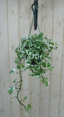 Hangplant Epipremnum groen wit - Warentuin natuurlijk