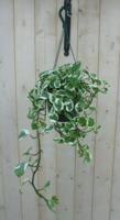 Hangplant Epipremnum groen wit - Warentuin natuurlijk
