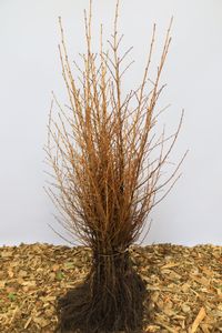 Japanse larix