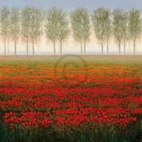 Kunstdruk Park - Morning Mist 68x68cm
