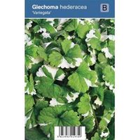 Hondsdraf (glechoma hederacea "Variegata") schaduwplant - 12 stuks