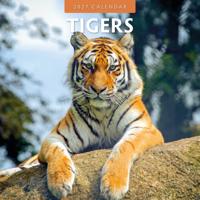 Tijger Kalender 2027