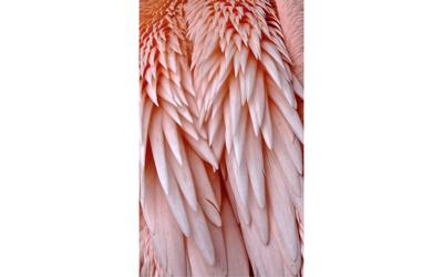 Goossens Schilderij Pink Feather, 70 x 118 cm