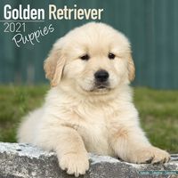 Kalender 2025 Golden Retriever Puppies