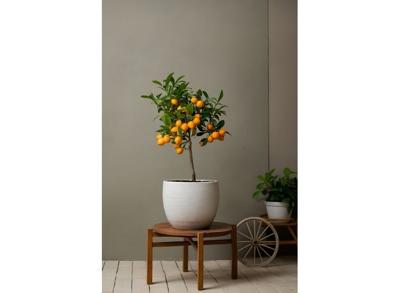Citroenboom Citrus Limon