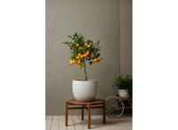 Citroenboom Citrus Limon