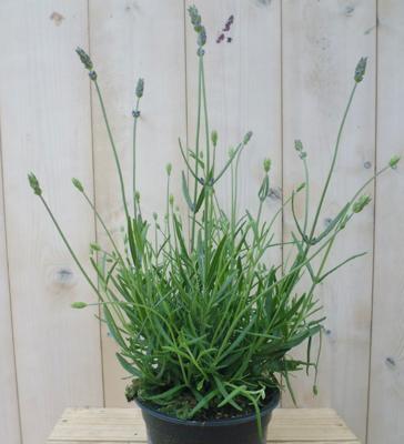 Lavendel - Warentuin natuurlijk