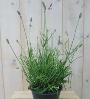 Lavendel - Warentuin natuurlijk