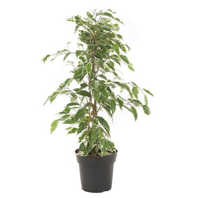 Ficus Benjamina &apos;Twilight&apos; (Treurvijg) - P 17 cm