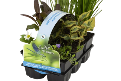 Insectvriendelijk planten in sixpack