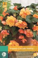 Begonia Cascade Sunray oranje/rood 2 bloembollen Begonia JUB - Jub