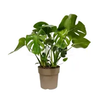 Gatenplant - Monstera 50cm
