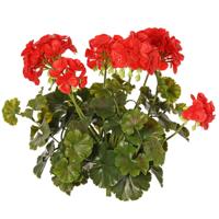 Kunstbloemen boeketje - Franse geranium - rood - UV bestendig - D30 cm x H39 cm Kunstbloemen boeketje - Franse geranium - rood - UV bestendig - D30 cm x H39 cm