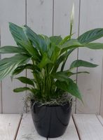 Lepelplant Spathiphyllum zwarte/antraciete pot 40 cm - Warentuin Natuurlijk