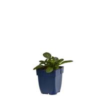 Ajuga reptans Catlin s Giant vaste plant Griffioen - Griffioen