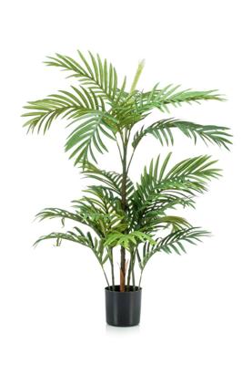 Phoenix palm 90 cm/18 lvs - Emerald