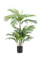 Phoenix palm 90 cm/18 lvs - Emerald
